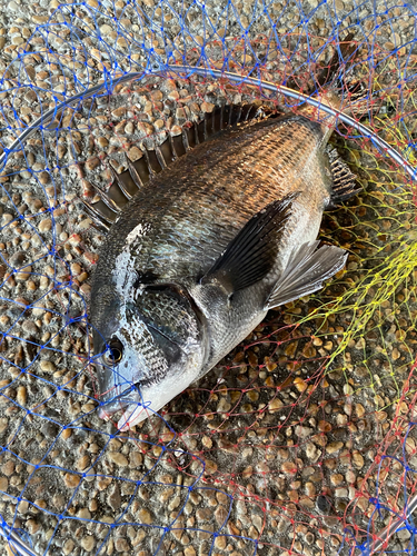 クロダイの釣果