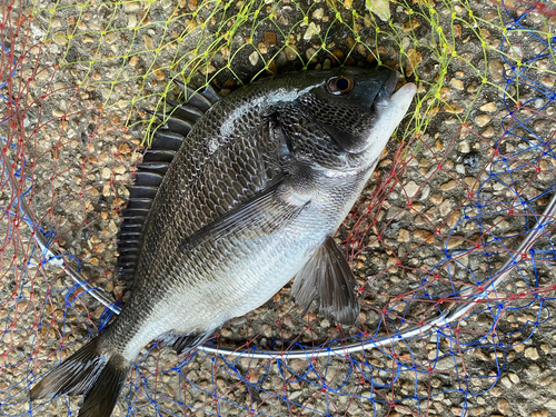 クロダイの釣果