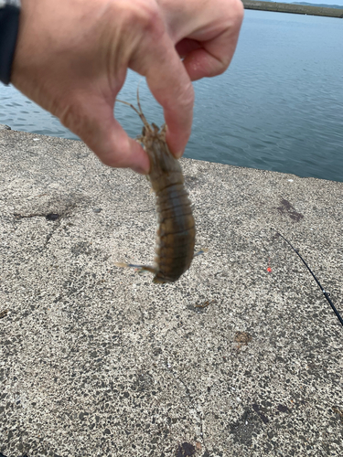 シャコの釣果