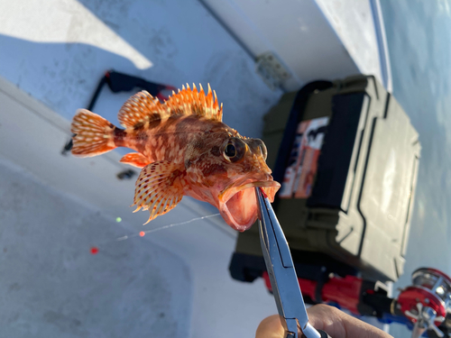 カサゴの釣果