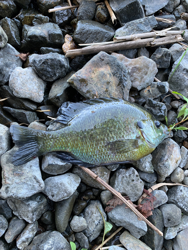 ブルーギルの釣果