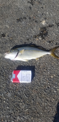 ショゴの釣果