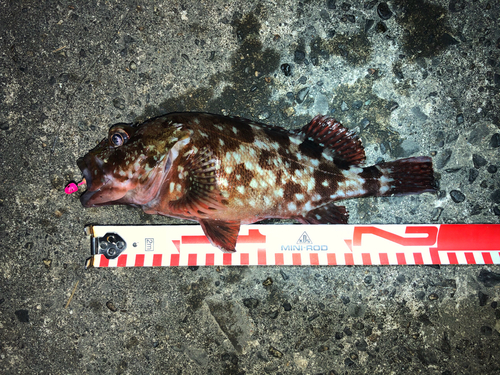 カサゴの釣果