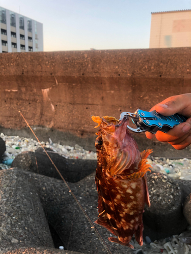 ガシラの釣果