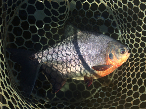 コロソマの釣果