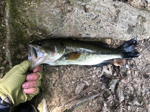 ラージマウスバスの釣果