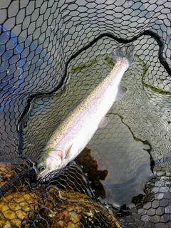 ニジマスの釣果