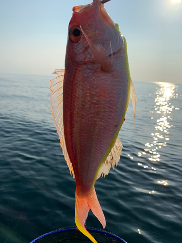 イトヨリダイの釣果