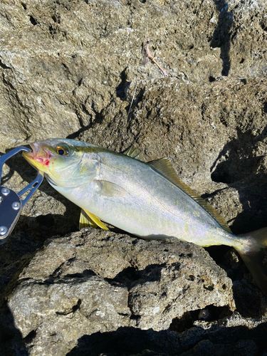 カンパチの釣果