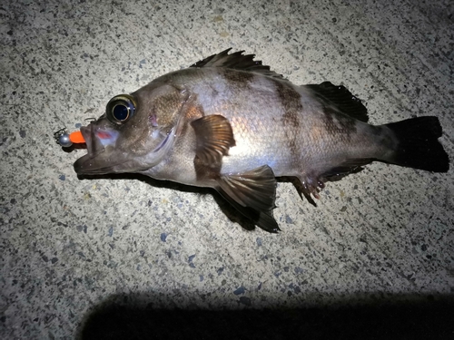 メバルの釣果