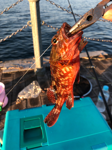 ガガネの釣果