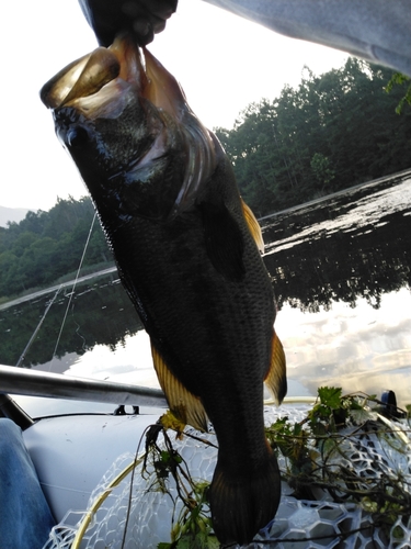 ラージマウスバスの釣果