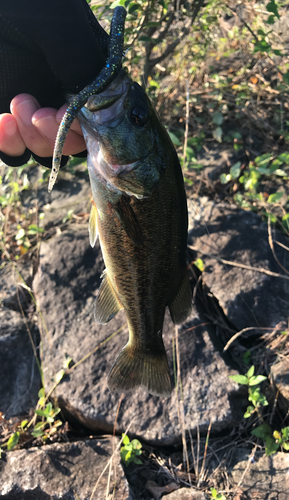 ラージマウスバスの釣果