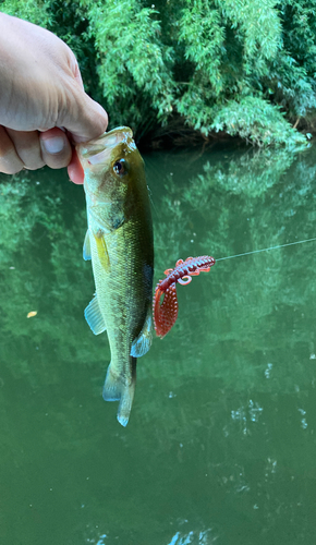 ラージマウスバスの釣果