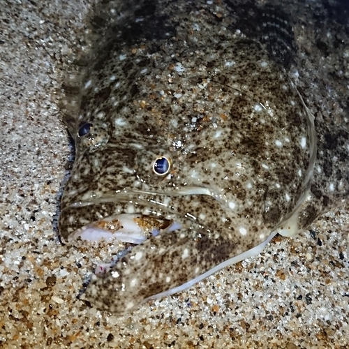 ヒラメの釣果