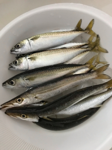 カマスの釣果