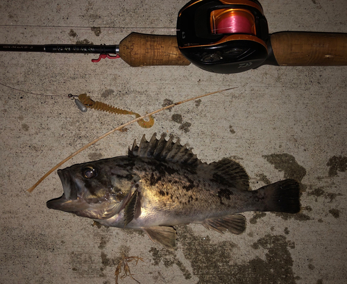 ソイの釣果