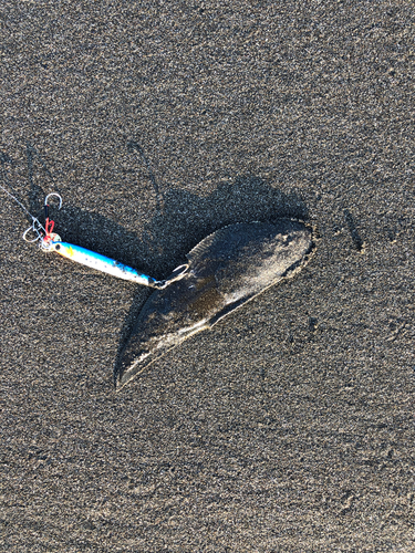 シタビラメの釣果