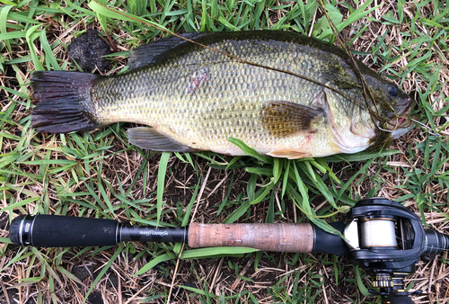 ラージマウスバスの釣果