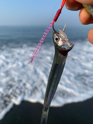 カタクチイワシの釣果