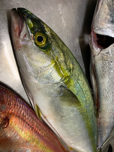 イナダの釣果