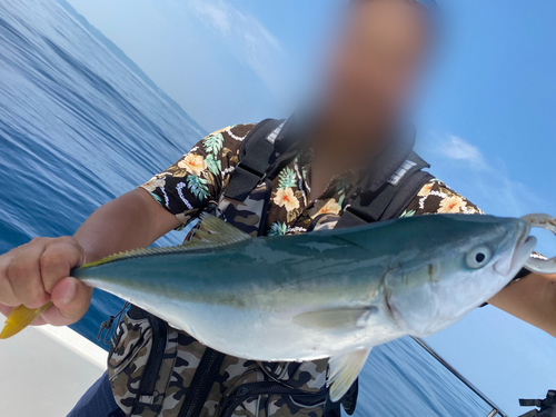 イナダの釣果