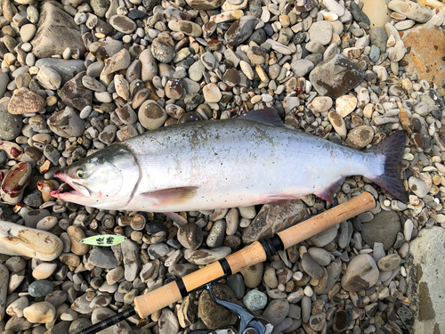 カラフトマスの釣果