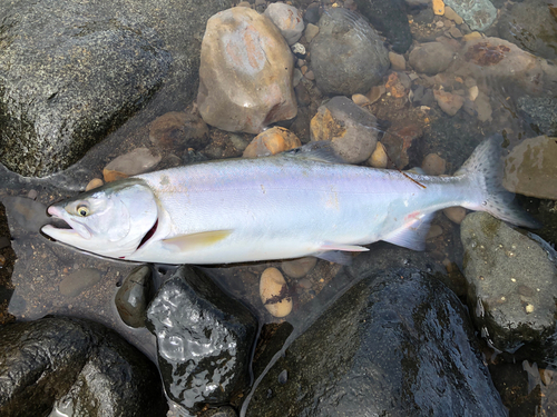 カラフトマスの釣果