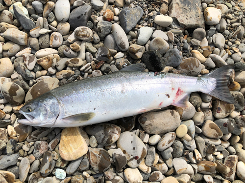 カラフトマスの釣果