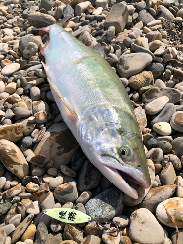 カラフトマスの釣果