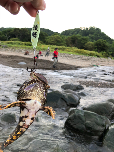 カジカの釣果