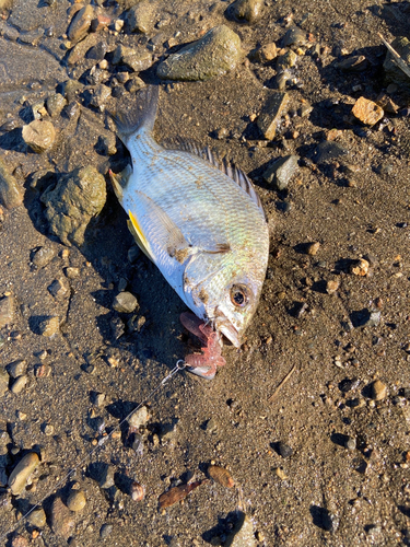 キビレの釣果