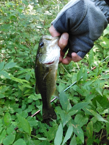 ラージマウスバスの釣果