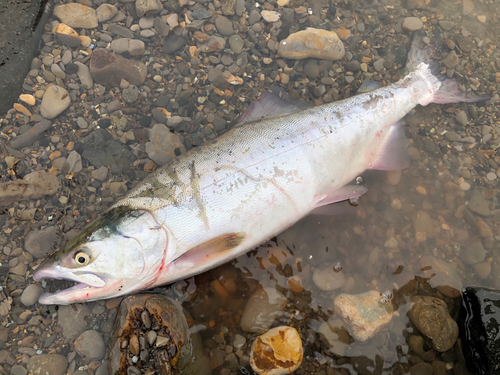 カラフトマスの釣果