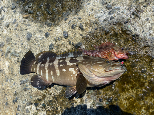 クエの釣果