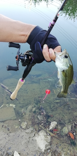 ブラックバスの釣果