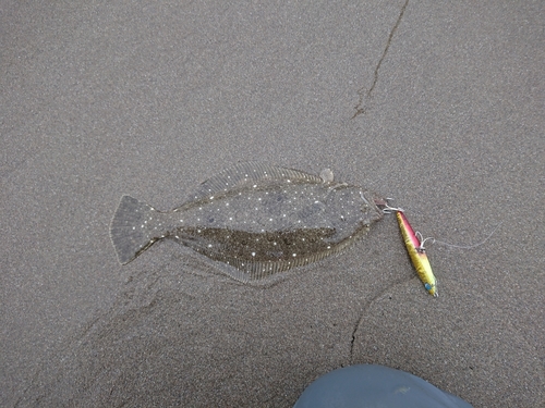 ソゲの釣果