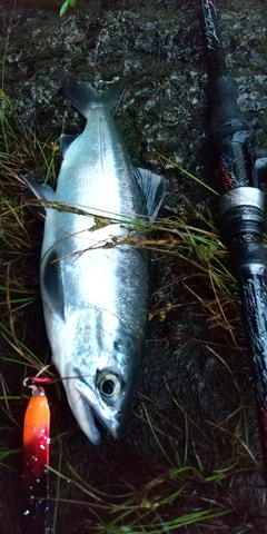 ヒメマスの釣果