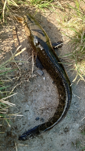 ライギョの釣果