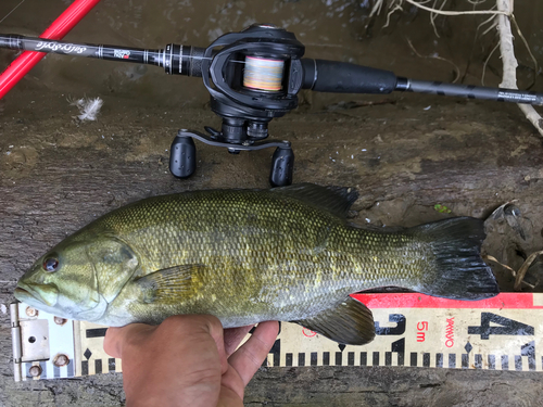 スモールマウスバスの釣果