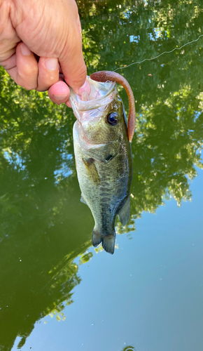 ラージマウスバスの釣果