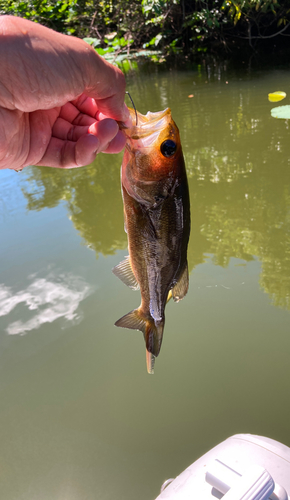 ラージマウスバスの釣果