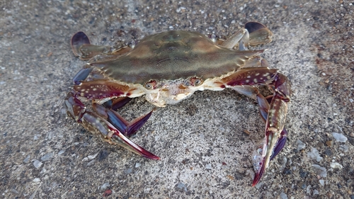 ワタリガニの釣果