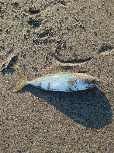 ツバスの釣果