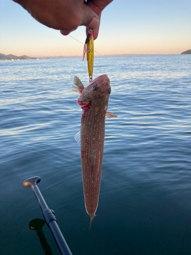 エソの釣果