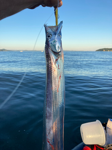 タチウオの釣果