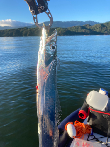 タチウオの釣果