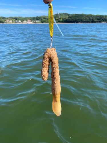 ナマコの釣果