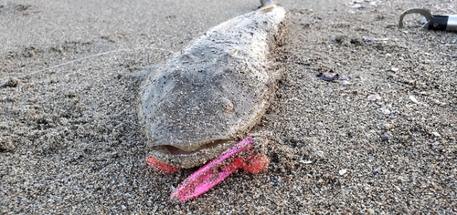 マゴチの釣果