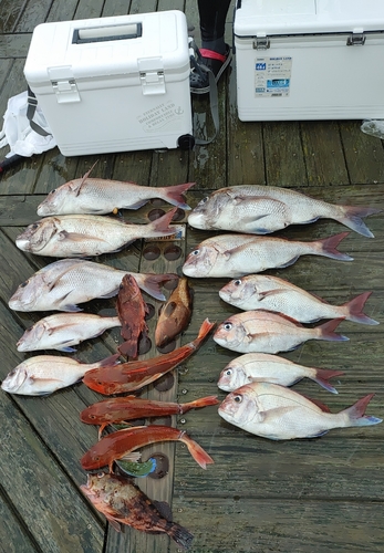 マダイの釣果